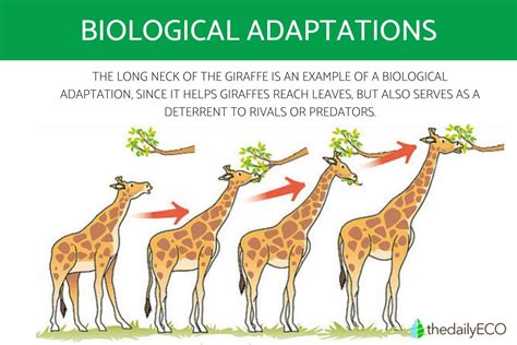 Differences in Adaptations